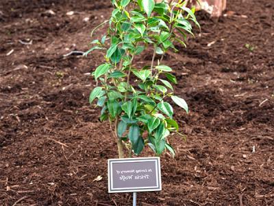 "In Loving Memory of Tricia Wolfe" A pink camellia bush and plaque outside the Schuster Building. (诺亚·阿拉德摄) 